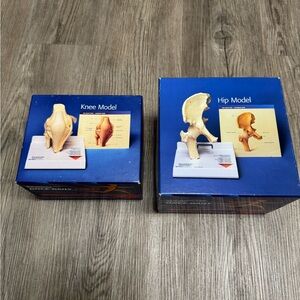 Vioxx Functional Hip Joint and Knee Model Anatomy Human Body Simulation Ligament